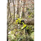 Аккумуляторный секатор Ryobi RY18SCA-0, 18В ONE+, фото фото 6